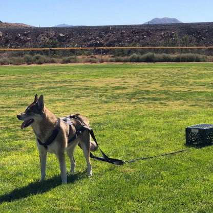 Rufus™ Pull Training Harness