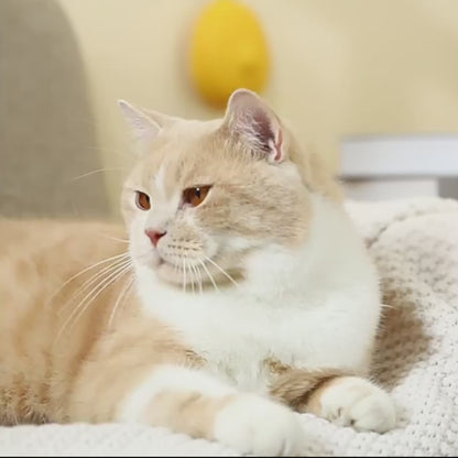 Brosse de toilettage Avy™ Palm Groom